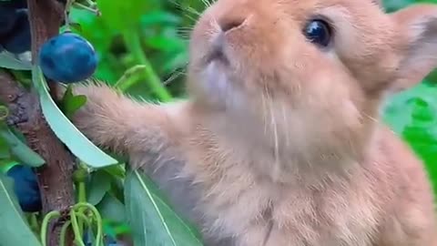 Rabbit eating blueberries