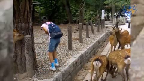 Funny animal attack. 99% try very hard to not laugh.