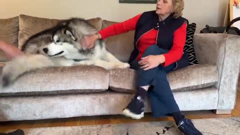 Giant Husky Reacts To Grandparents Reunion! He's So BIG!!