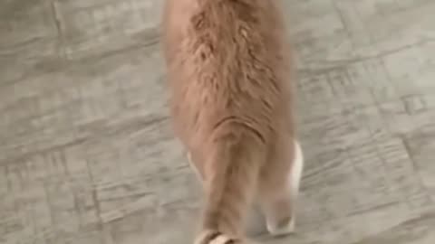 Cat funny video