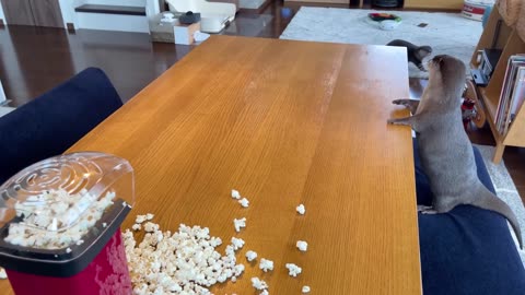 Otter reaction to Pop Corn Maker