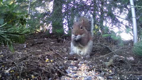 CUTE SQUIRREL VIDEOS FOR YOUR CATS TO WATCH