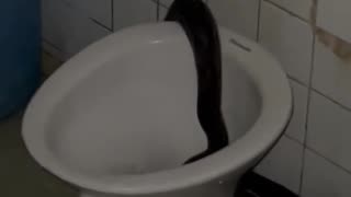 Massive Python Slithers into Toilet