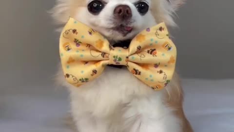 This is the dog's first time wearing a tie, and he looks adorable.