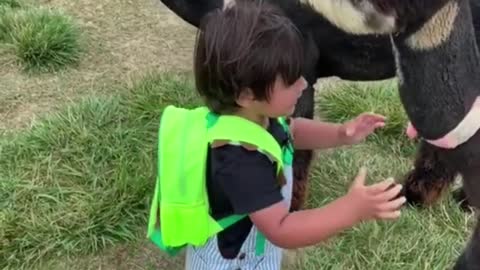 Come to the farm to see old friends, cute animal alpaca, such a hug warms my heart