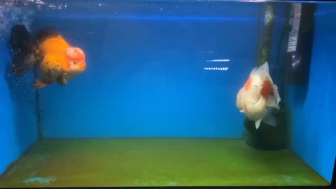 Wow super beautiful goldfish in tank-8