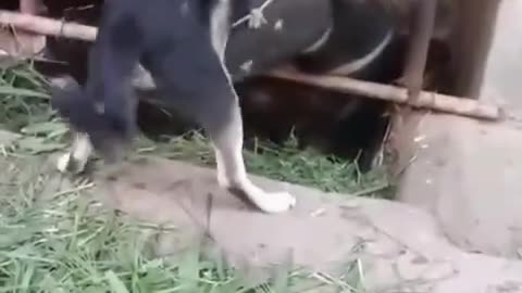 Dogs and cows.