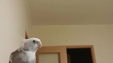 cockatiel sings Pink Panther