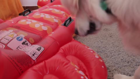 Funny Dog vs Giant Lobster Prank Bailey the Golden Retriever Puppy and Giant Lobster