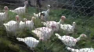 I Think Our Turkeys Like Me