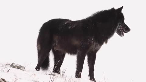 The alarm barking of an alpha male wolf in Yellowstone