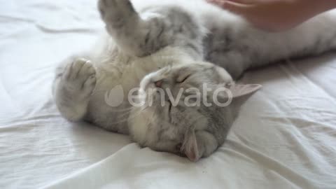 cute cat video