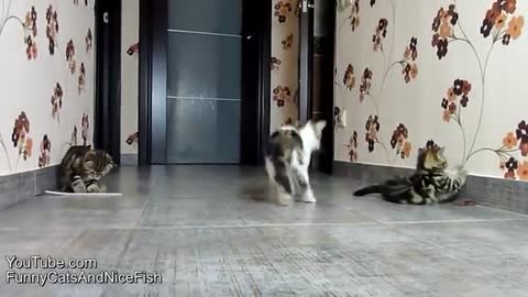 ation of fighting, dancing and playing Cute Kittens_Cut