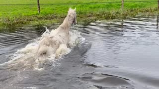 Horse Suddenly Decides He Needs a Bath