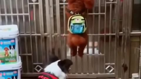 Funny Dog video