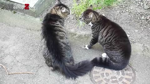 Funny cat video