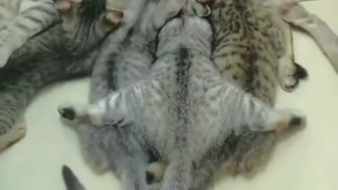 New Funny Videos 20223😂 Cutest animals Doing Funny Things.