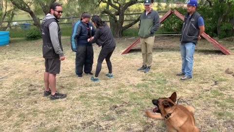 Belgian Malinois Attack