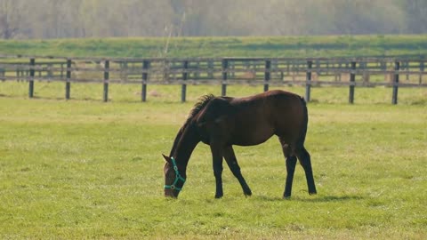 5 MINUTES of BEAUTIFUL THOROUGHBRED HORSES