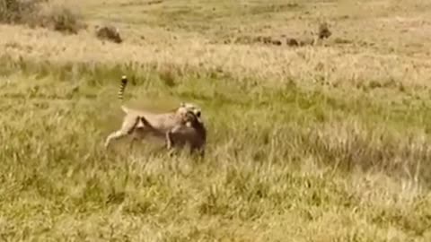 Cheetah Hunts Baby Gazelle for Cubs.