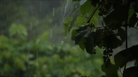 3 Hours of Heavy Rainfall & Thunder Sounds Instant Relaxation