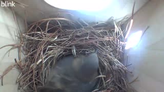 Bluebird laying