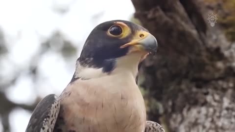 PEREGRINE FALCON - Bird Slayer and Dive master! The Fastest Animal on the Planet