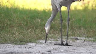 Sandhill Crane