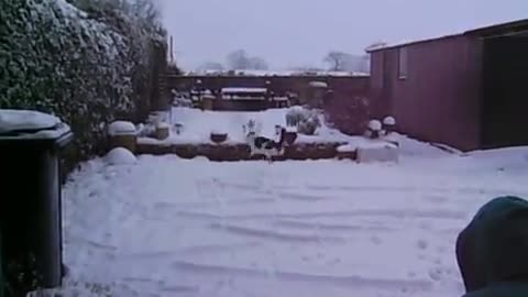 😂😂 Fat Ninja Cat Flips and catches snowballs 😂😂 Try not to laugh