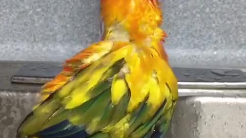 Birdie bath day