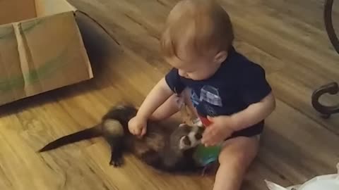 Baby battles ferret for pacifier dominance