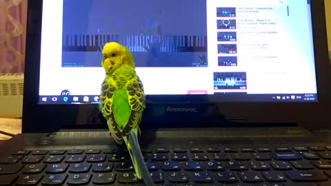 Vivaldi and Parrot. Parrot singing under Vivaldi piano