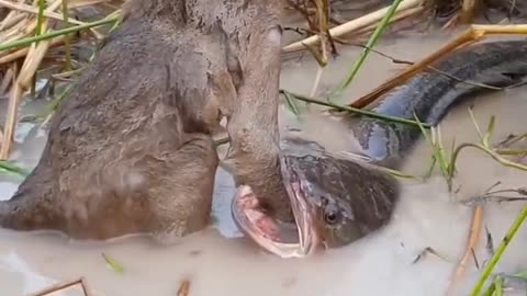 The fish has caught the hand of the baby monkey