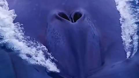 The biggest animal in water