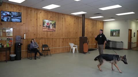 5 Minute Dog Training (FAST RESULT)