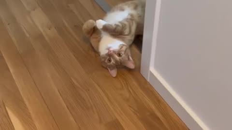 Loving Cat Wants Attention