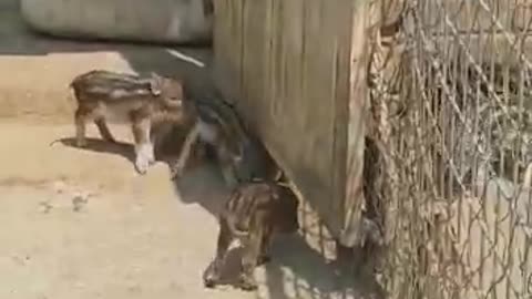 Cute new born Baby bush pigs exploring their new home...