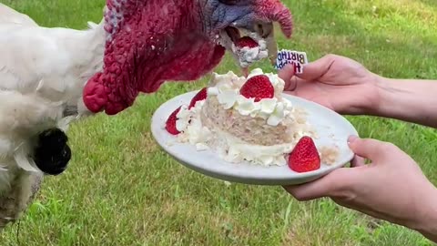 Frito The Turkey Gets Special Cake for His First Birthday