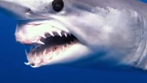 The poor Mako shark pulled out its upper jaw to escape the fishermen