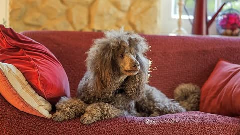 7 Reasons You Should NOT Get a Standard Poodle