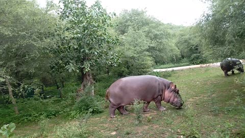 hippopotamus life