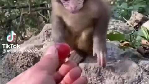 Compilation of cute Baby Animals of TikTok! Check out my page for more!
