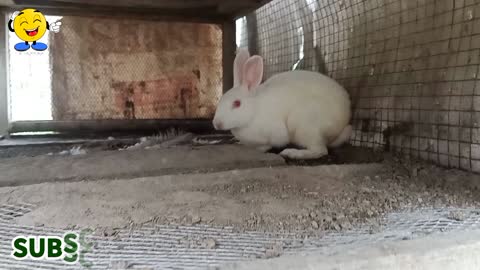 The white male rabbit is alone 🐰 and wants a female partner 🐇
