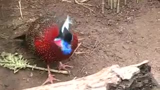 Amazing Bird