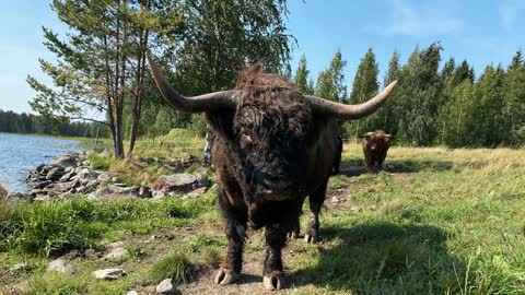 Highland Cattle Bull enjoying water