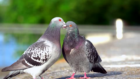 "Lovebirds: A Close-Up Look at the Affectionate Behaviour of Birds"