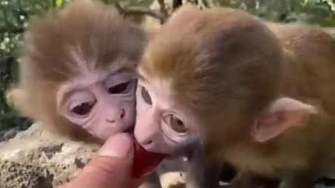 Cute baby animals