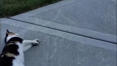 Funny Animal Videos Of The Day 103! 😂😂 #funny #animals #shorts #cats