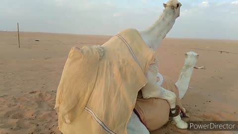 male and female camel meeting mating camel animals meeting mating season