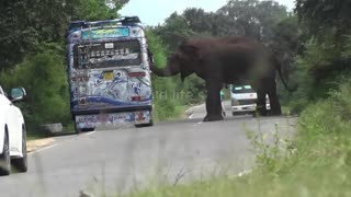 breaking vehicles by wild elephants #wildelephant #attack